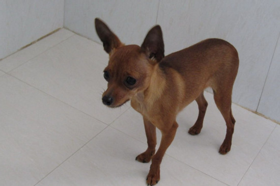 小鹿犬拉肚子怎么办