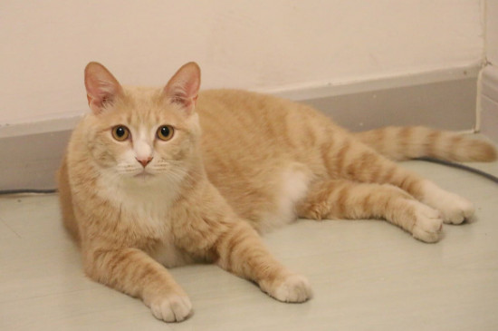 橘猫真的容易胖吗