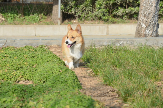 打了柯基柯基记仇吗