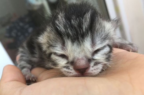 猫咪鼻子黑
