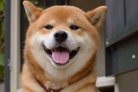 哈士奇跟柴犬哪个更蠢，哈士奇不由自主的行为更加蠢萌