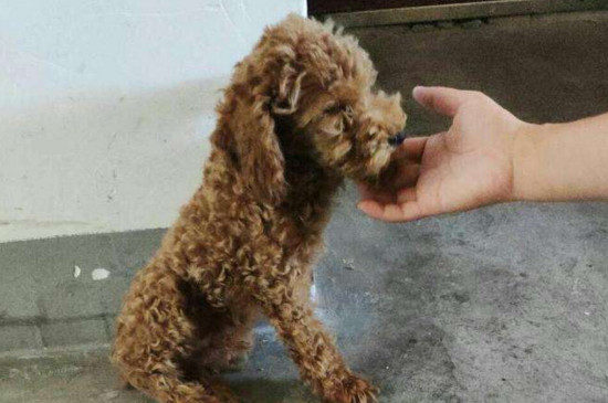 泰迪狗可以吃什么饭