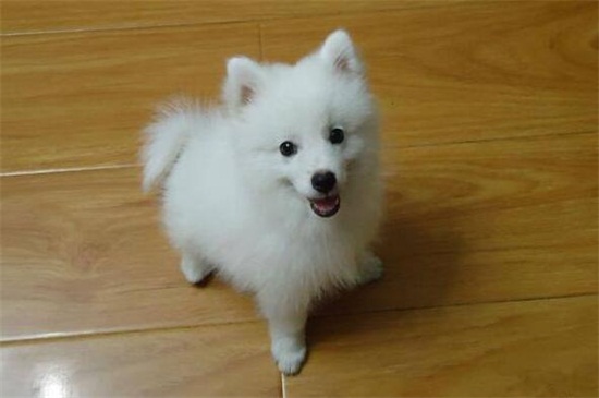 银狐犬多久认新主人