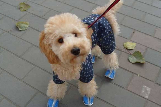 贵宾犬一天睡多久