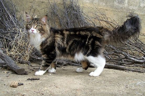 缅因猫掉毛吗