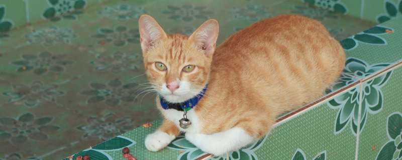 猫眼睛睁不开有分泌物