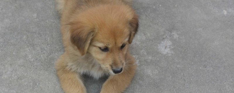狗狗肚子疼吃什么药