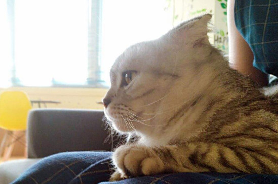猫为什么喜欢睡两腿中间
