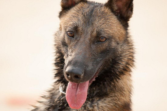 看家护院最忠诚的犬，德国牧羊犬最忠心能看护主人财产