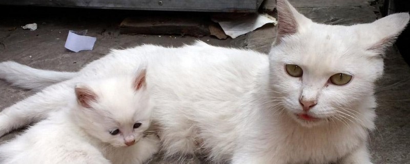 母猫绝育伤口鼓软包