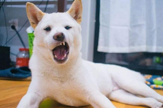 狗狗弓背肚子硬发抖