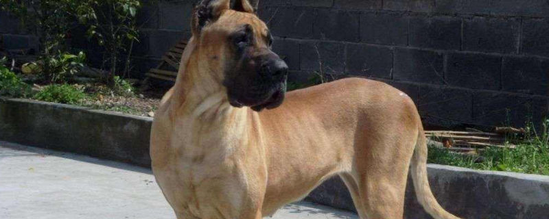 女生为什么不能养大丹犬