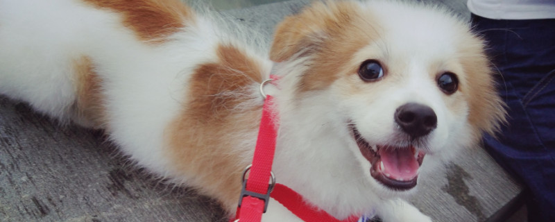 狗须子可以剪吗