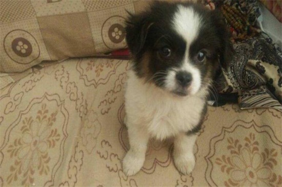 蝴蝶犬多久开始立耳，1～2个月立耳适当补钙能加快速度