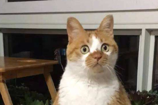 猫耳朵有黄黄的黏液