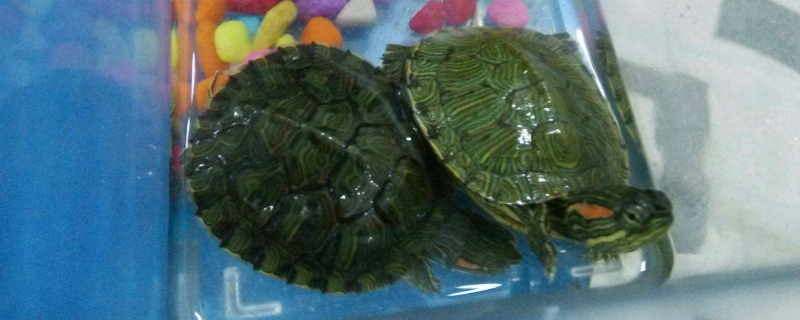 乌龟水臭的太快怎么办