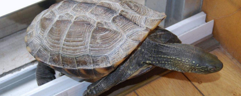 养草龟需要注意事项