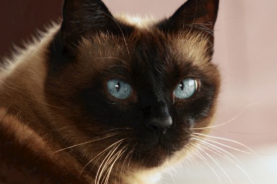 母猫尿频尿少
