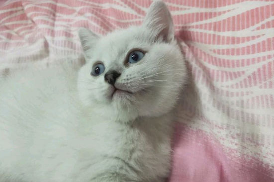 猫惊吓过度会导致什么