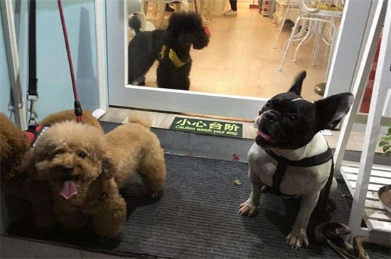 狗做完绝育后表现