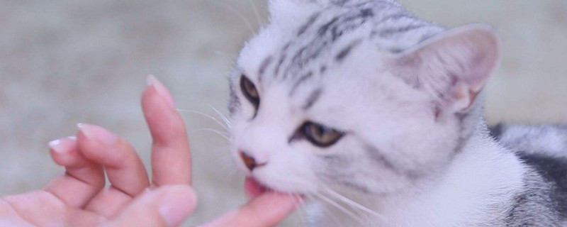 猫咪可以闻百合香味吗