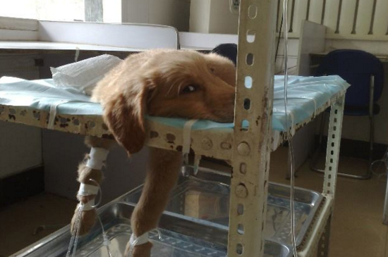 狗狗反胃吐黄水带泡沫