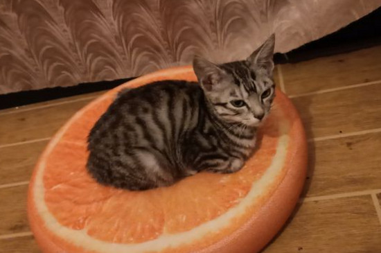 猫咪空嚼的原因