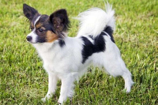 蝴蝶犬怎么养，4个方法手把手教你养好蝴蝶狗