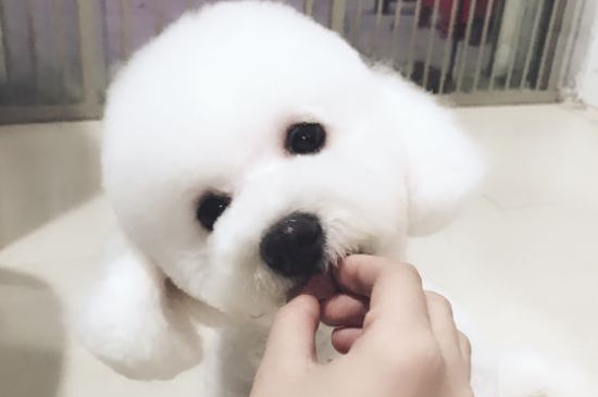 狗被咬伤能自己治愈吗