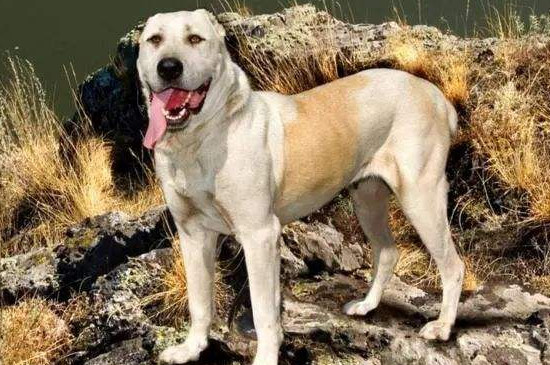 中亚犬几个月就凶了