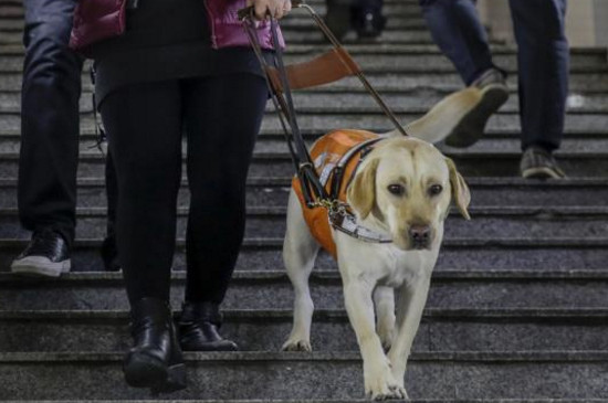 导盲犬为什么不能摸