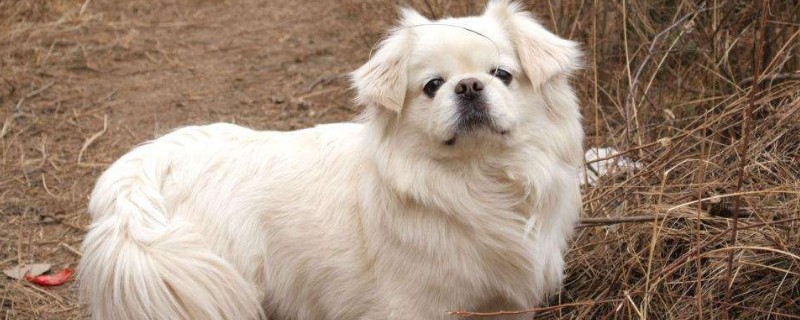 养京巴犬的注意事项