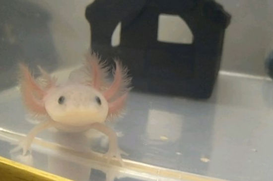 六角龙鱼多大繁殖