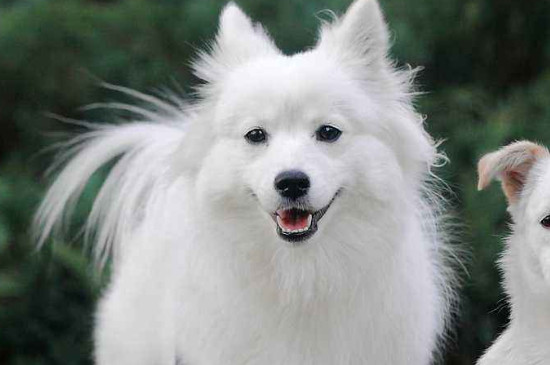 日本银狐犬优点和缺点