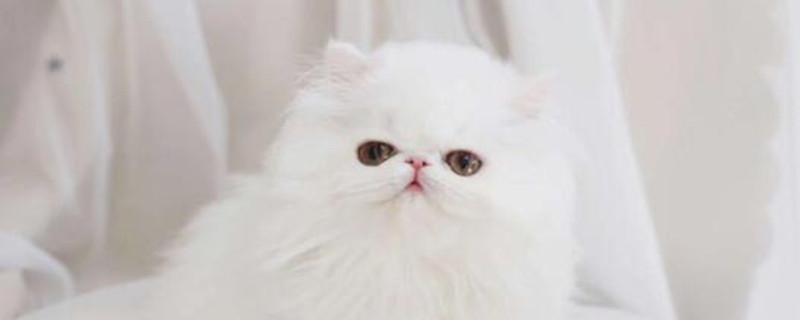 波斯猫不适合什么人养