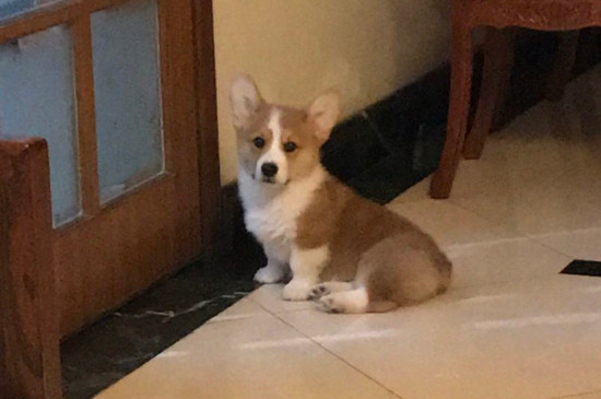 领养的狗狗能养熟吗