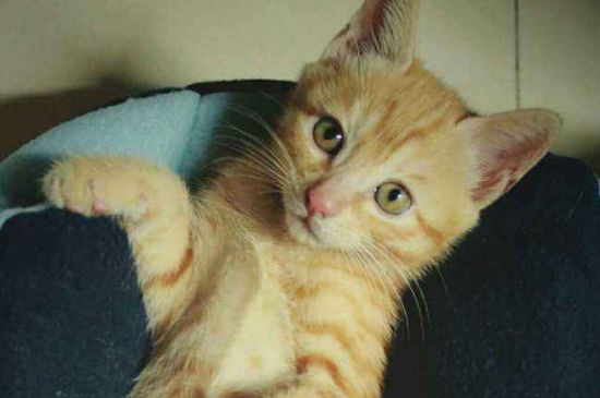 猫的腹水前兆