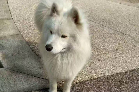 防犬疫苗多长时间内打