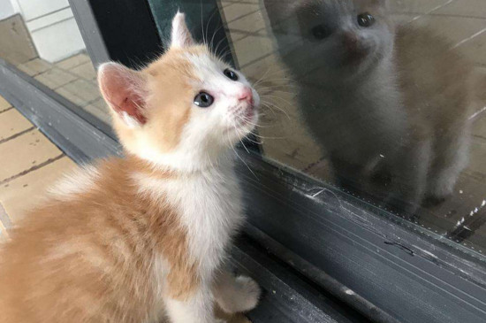 一个月小猫拉稀