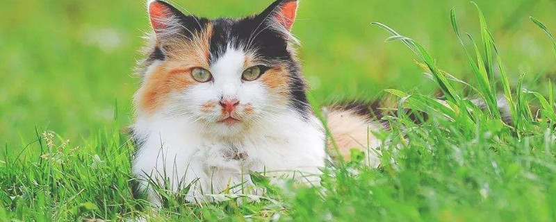 猫有口臭怎么办，猫咪口气臭怎么去除