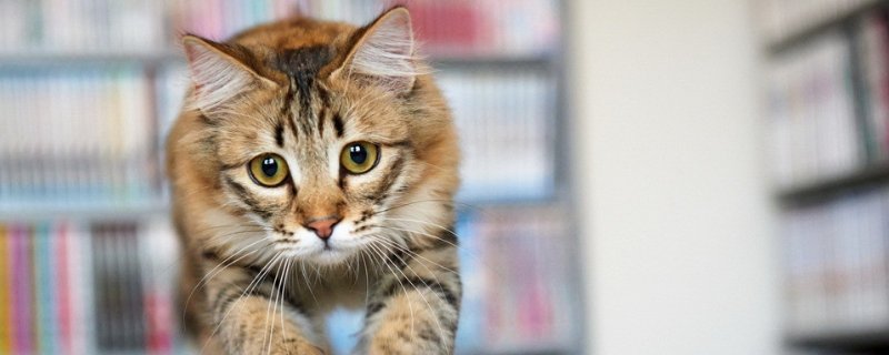 小猫肚子咕咕叫像震动