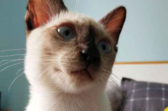 如何处理不想养的猫
