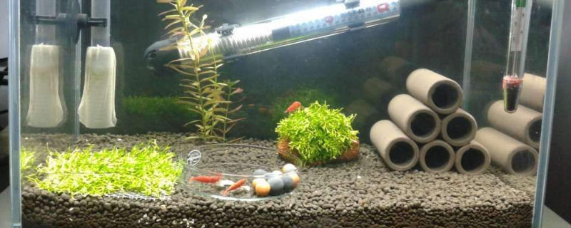 虾缸夏天温度高怎么办