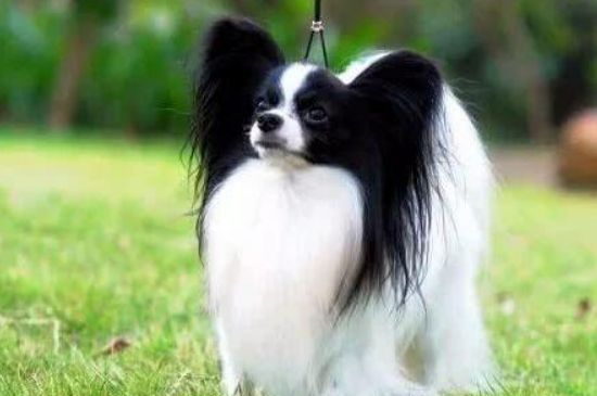 蝴蝶犬吃什么东西