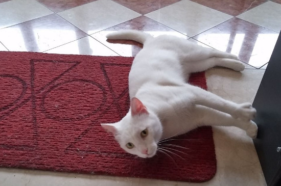 猫乱拉屎怎么教育
