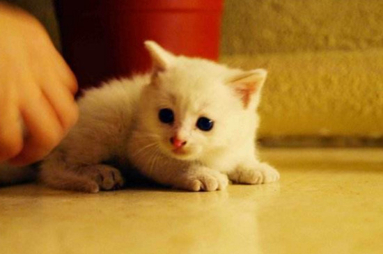 小猫一个月好养吗