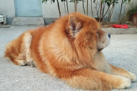 松狮犬临终前征兆