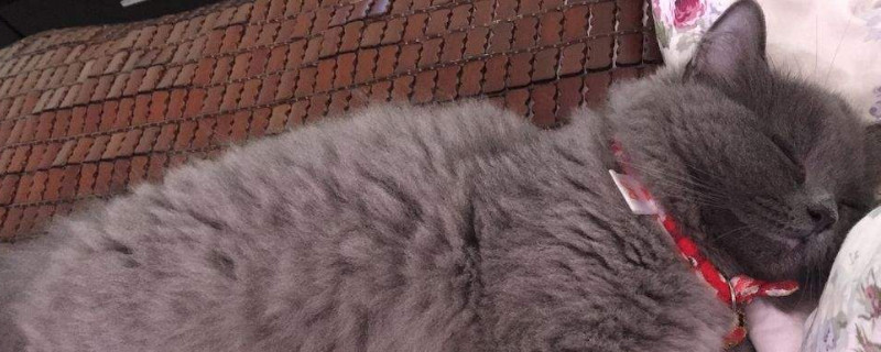 长毛猫多久洗一次澡，长毛猫洗澡频率是多少