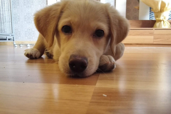 拉布拉多幼犬怎么养