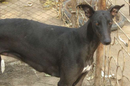 灵缇犬缺点
